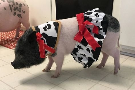 Pig Clothes, Guinea Pig Clothes, Guinea Pig Cages, Cow Outfits, Pig Girl, Pig Costumes, Black Pig, Rabbit Clothes, Mini Pigs