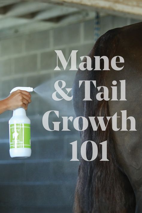 Tips for Horse Mane and Tail Growth Horse Showing, Help Hair Growth, Healthy Horses, Horse Mane, Horse Tail, Horse Tips, Horse Grooming, Mane N Tail, Grooming Routine