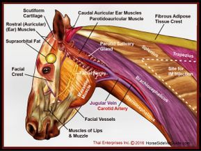 Equine Massage Therapy, Horse Massage, Equine Veterinarian, Equine Massage, Equine Veterinary, Healthy Horses, Vet Medicine, Horse Care Tips, Horse Facts