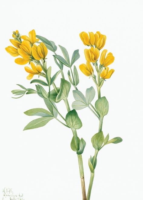 Goldenpea (Thermopsis rhombifolia) (1923) by Mary Vaux Walcott. Original from The Smithsonian. Digitally enhanced by rawpixel. | free image by rawpixel.com Wildflower Paintings, Australia Wall Art, Free Illustration Images, Watercolor Plants, Heart Wall Art, Wall Art Wallpaper, Unframed Art Prints, Hand Drawn Flowers, Plant Illustration