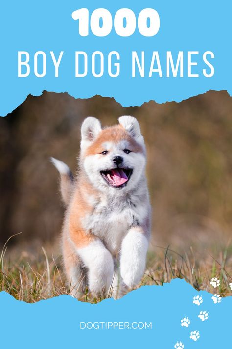 Puppy Names Boy Unique, Best Dog Names Boys, Funny Dog Names Boy, Names For Dogs Boys, Dog Boy Names, Unique Dog Names Boy, Cute Boy Dog Names, Male Puppy Names, Boy Puppy Names Unique