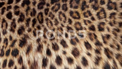 Beautiful leopard fur blowing on the wind Stock Footage #AD ,#fur#leopard#Beautiful#blowing Tiger Attack, Leopard Print Wallpaper, Ipad Background, In The Zoo, Macro Shots, Chroma Key, Dinner Recipes For Kids, Slow Motion, Print Wallpaper