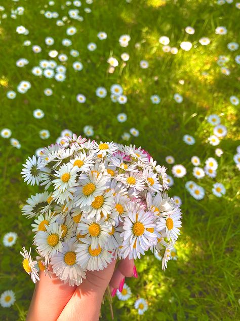 Daisy Athestic, Daisy Core, Bloom Core, Daisy Randone, Flower Bouquet Pictures, Bouquet Pictures, Daisy Aesthetic, Daisy Garden, Flower Language