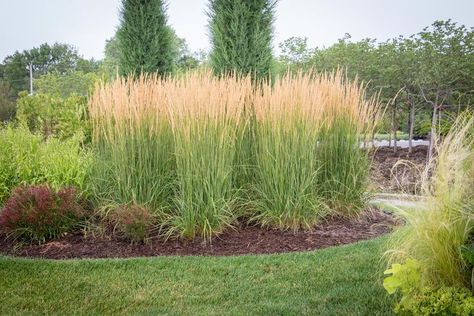 Tall Grass Landscaping, Ornamental Grass Landscape, Feather Reed Grass, Grasses Landscaping, Front Landscaping, Grasses Garden, Home Landscaping, House Landscape, Tropical Landscaping