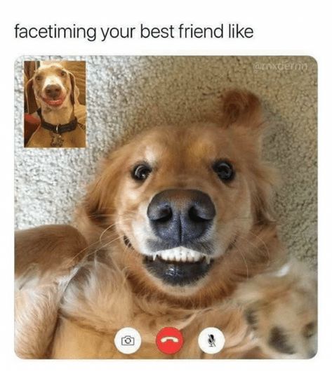 Pic of two dogs 'facetiming' each other with the caption, "Facetiming your best friend like..." Friendship Memes, Friend Memes, Airedale Terrier, Funny Animal Jokes, Funny Animal Memes, Animal Jokes, Funny Animal Pictures, Dog Memes, Friends Funny