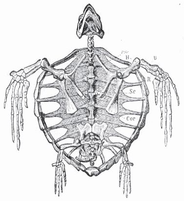 Thalassochelys.gif (377×411) Sea Turtle Skeleton Tattoo, Sea Turtle Skeleton, Sea Turtle Anatomy, Turtle Skull, Turtle Diy, Bone Structure, Skeleton Tattoos, Turtle Shell, Fantasy Creatures Art