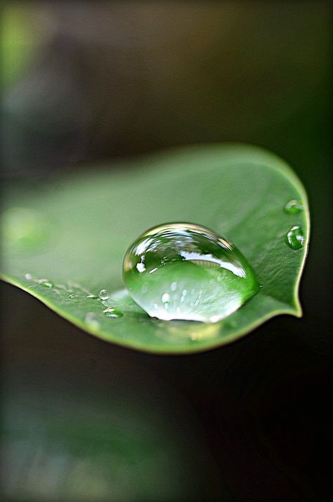 Dew Drops On Leaves, Jaidyn Aesthetic, Water Drop On Flower, Water On Leaf, Yam Leaves, Water Drop On Leaf, Dental Business, Drawing Scenery, 3d Art Drawing