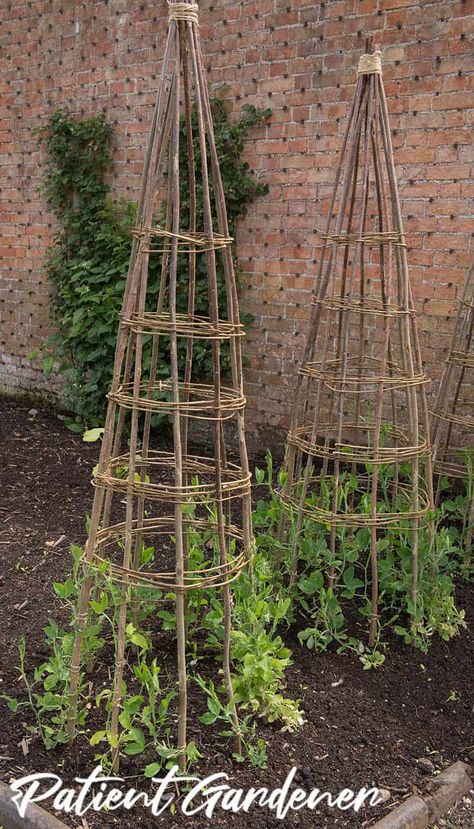 Sweet Peas Growing up a Hazel Wigwam Plants Minecraft, Sweet Peas Growing, Texas Greenhouse, Year Round Greenhouse, Gardening In Texas, Round Greenhouse, Gardening In Winter, Garden Shed Greenhouse, Peas Growing