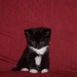 A cute kitten called Asha Super Cute Kittens, Cutest Kitten, Black Kittens, Tuxedo Kitten, Tiny Animals, Cat Species, Tiny Kitten, Cute Pets