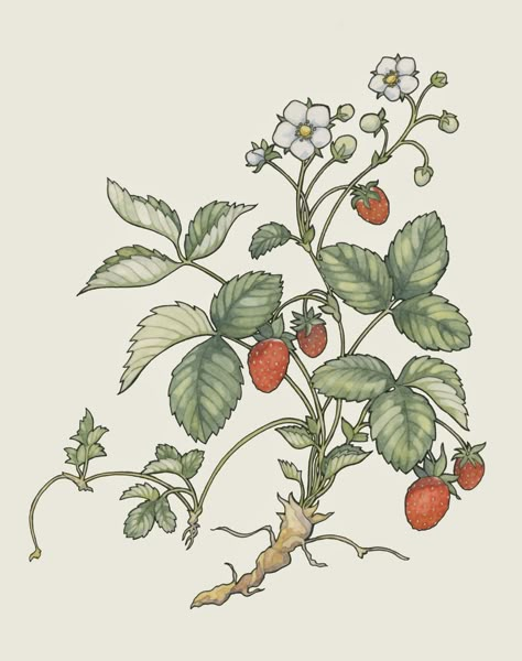 Strawberry Plant Drawing, Plant Drawing Easy, Mural Art Ideas, Bush Drawing, Body Doodles, Lil Doodles, Strawberry Drawing, Illustration Fruit, Strawberry Tattoo