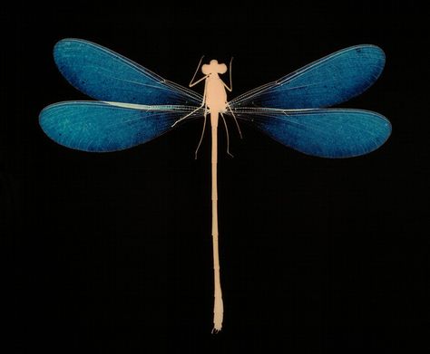 dragonfly Dragonfly Art, New Media Art, Dragon Fly, Arte Obscura, Contemporary Photography, Beetles, Dragonflies, View Image, Medium Art