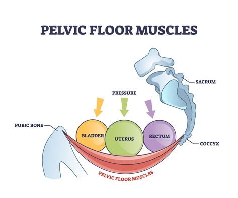 How to Relax Pelvic Floor Muscles: Proven Techniques and Exercises - RYC® Pelvic Floor Muscles Anatomy, Pelvic Floor Illustration, Pelvic Floor Anatomy, Location Vector, Muscle Names, Muscular Anatomy, Muscles Anatomy, Pelvic Muscles, Pelvic Floor Muscle Exercise