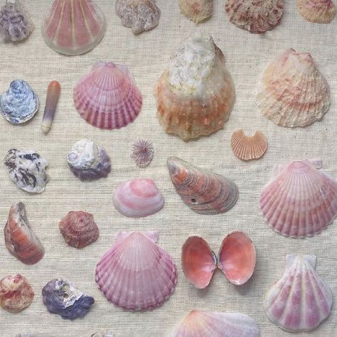 So pretty ✨🐚💜 Who else loves sea shells? I'm so inspired by all sorts of different shells right now and the variety of colours. My Pinterest is just all shells right now. Here are some of my favs. #shells #shellart #shelllover #seashellsbytheseashore #shells🐚 Seashells Wallpaper, Mermaid Aesthetic, Pearl Jewellery, Foto Ideas Instagram, My Pinterest, Instagram Foto, Key West, Summer Aesthetic, Sea Creatures