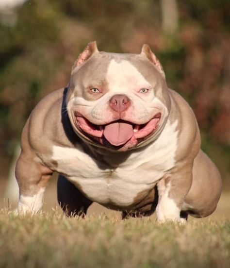 Exotic Bully, Aesthetic Dog Drawing, Big Dogs Breeds, Biggest Dog In The World, Rich Dog, Pitbull Dog Breed, Funny Dog Signs, Regard Animal, Funny Dog Jokes