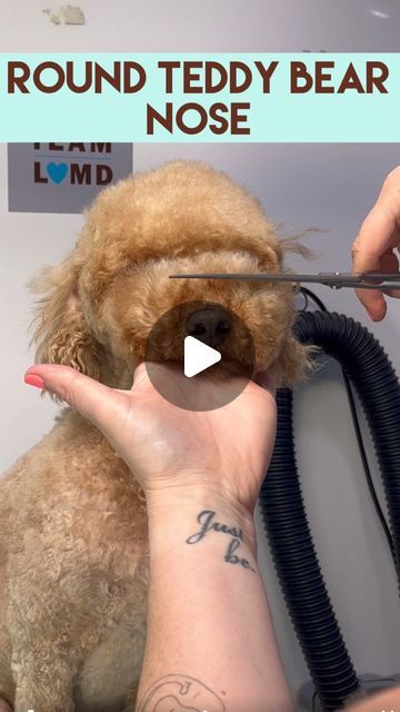 Diy Poodle Grooming, Bichon Poodle Haircut, Dog Teddy Bear Haircut, Maltipoo Haircut Styles Teddy Bears, Toy Poodle Teddy Bear Cut, Mini Poodle Haircut Styles, Golden Doodle Haircut Styles, Poodle Haircut Styles Teddy Bears, Poodle Grooming Styles