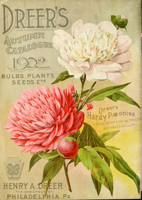 Paeonies, peonies. Dreer's autumn catalogue (1902) | by Swallowtail Garden Seeds Seed Art, Vintage Seed Packets, Garden Catalogs, Flower Seeds Packets, Etiquette Vintage, Postal Vintage, Vintage Gardening, Seed Packaging, Free Vintage Printables