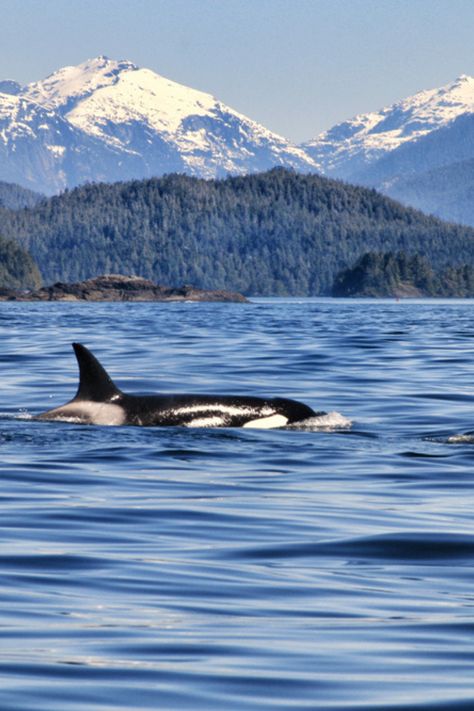 Welcome to Vancouver Island – a nature lover's paradise! 🏞️ From Victoria's historic charm to the untamed beauty of Tofino's rugged coast, this island is a symphony of diverse ecosystems and wildlife! 🦅🐻 Get ready for grizzly bears, marine safaris and whale watching!🚤 Prepare to be enchanted by this island's incredible beauty! 🌊 #Canada #VancouverIsland #BC #Whales #Grizzlies #Tofino #Victoria West Coast Canada, Tofino British Columbia, Victoria Vancouver Island, Tofino Bc, Victoria Bc Canada, Victoria Island, Grizzly Bears, Canada Road Trip, Pacific Beach