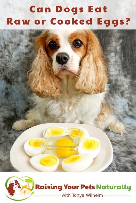 Can dogs eat raw or cooked eggs? Learn all about dogs and eggs in this dog nutrition article. #RaisingYourPetsNaturally  #cavaliercommunity #cookingfordogs #rawdogfoodcommunity #rawfeddogs #eggs #Raweggs via @toledodog Eggs For Dogs, Can Dogs Eat Eggs, Dog Raw Diet, All About Dogs, Cheesy Chicken Broccoli, Broiled Chicken, Raw Dog Food Recipes, Dog Nutrition, Dog Diet