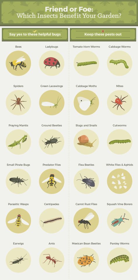 Friend or Foe: Which insects benefit your garden? Slugs In Garden, Organic Insecticide, Flea Beetles, Cabbage Worms, Garden Bugs, Mosquito Repelling Plants, Garden Insects, Garden Pest Control, Organic Vegetable Garden