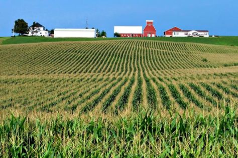 Iowa Farmland Values Hit a Record High - Bloomberg Iowa Farmland, Free Land, Iowa Farms, Off Grid House, Modern Homesteading, Survival Life Hacks, Backyard Chicken Coops, Chris Young, Farms Living