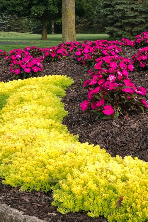 Lime Green Plants Perennials, Colorful Perennials Part Sun, Full Sun Pathway Plants, Bright Green Plants Outdoor, Direct Sun Landscaping Ideas, Neat Garden Ideas, Ever Green Plants Outdoor, Landscape Design Front Of House Full Sun, Full Sun Foliage Plants