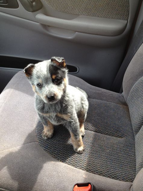 Blue heeler puppy Blue Heeler, Blue