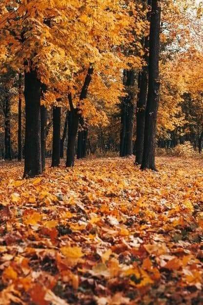 Leaves On The Ground, Dark Nature Aesthetic, Autumn Park, Autumn Scenes, Ancient Tree, Autumn Scenery, Forest Photography, Fall Is Here, Tree Forest