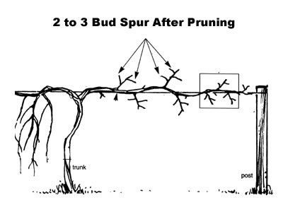 Grape Vine Pruning, Grape Growing Trellis, Muscadine Vine, Muscadine Grapes, Gardening Pictures, Grape Vine Trellis, Grape Trellis, Pruning Fruit Trees, Vine Trellis