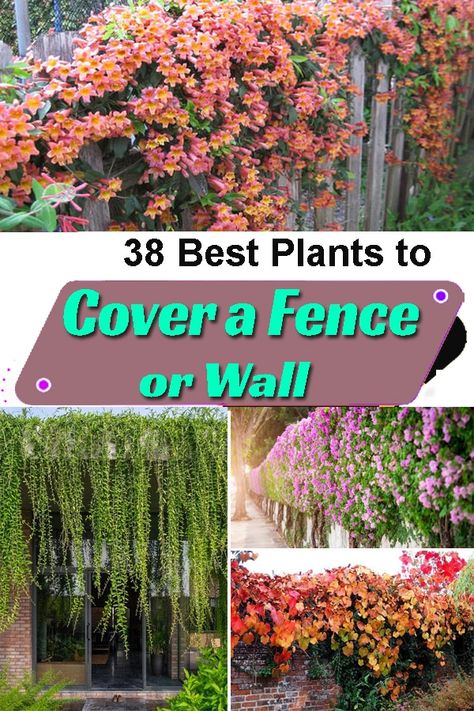 Plants That Grow Up Lattice, Vining Plants For Privacy, Hvac Privacy Fence, Privacy Fence Plant Ideas, Plants That Cover Fences, Plants That Create Privacy, Fences With Plants, Curtain Plants Outdoor, Outdoor Privacy Plants