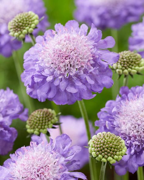 Purple Scabiosa, Scabiosa Flower, Tree Corner, Flora Frame, Wreath Inspiration, Buy Plants Online, Floral Alphabet, Wildlife Gardening, School Garden