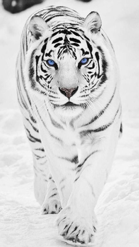 Nahee was rather rare for a breed of prey. With her lightened natural… #fanfiction #Fanfiction #amreading #books #… | Tiger pictures, Pet tiger, Tiger spirit animal Tiger Facts, Tiger Wallpaper, Tiger Love, Tiger Pictures, Big Cats Art, Siberian Tiger, Moto Cross, Bengal Tiger, Tiger Art