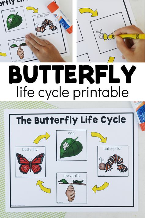 Preschool Life Cycle Of A Butterfly, Butterfly Life Cycle Free Printable, Butterfly Lifecycle Printable, Butterfly Lesson Plans Preschool, Butterfly Art Preschool, Butterfly Preschool Activities, Butterfly Activities For Preschool, Preschool Butterfly Activities, Butterfly Life Cycle Printable