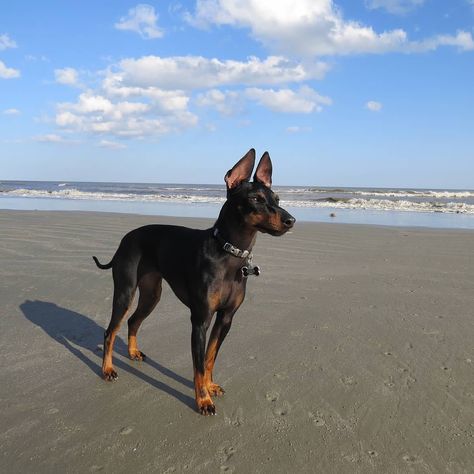 Toy Manchester Terrier beach bum. Toy Manchester Terrier, English Toy Terrier, Toy Terrier, Toy Bulldog, Manchester Terrier, Dream Dog, Rhodesian Ridgeback, Puppy Mills, Rescue Dog