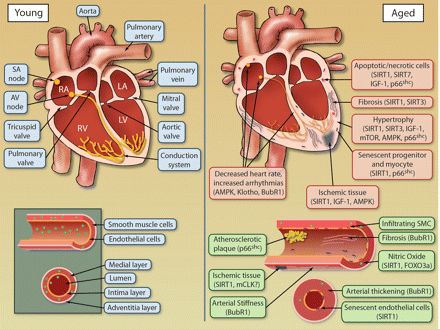 Figure 1. Age-dependent changes to cardiovascular tissues. Both the heart and vasculature undergo numerous alterations during aging as a result of deregulation of molecular longevity pathways, leading to compromised function. Illustration credit: Cosmocyte/Ben Smith. Cardiac Sonography, Ben Smith, Surgical Tools, Blood Heart, Medication Adherence, Cardiac Nurse, Cardiovascular Disorders, Heart Function, Nurse Stuff