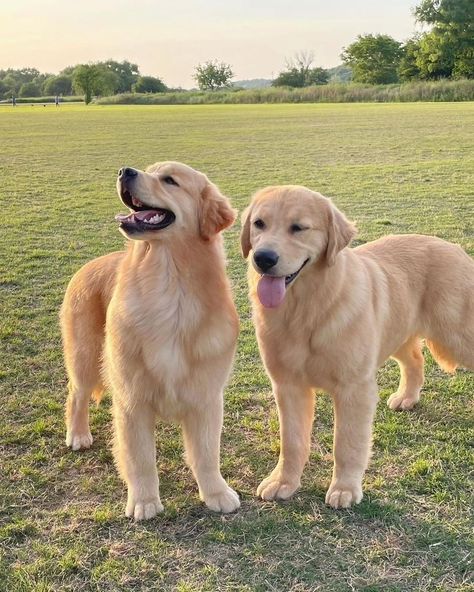 Cute Golden 🥰🥰 Follow us : @golden_retriever_75621 Credit : Respective Owner Please Dm for credit or remove . . . . . . . . . . . #retriever #goldensofinstagram #goldenretrieverpuppy #goldenretrievers #goldens #goldenpuppy #gloriousgoldens #goldenretrieverlove #doglovers Cute Dogs Big, Two Golden Retrievers, 2 Labradors, 2 Golden Retrievers, Goldador Dog, Rottweiler Dog Puppy, Cute Big Dogs, Cute Golden Retriever Puppy, Golden Labrador Puppies