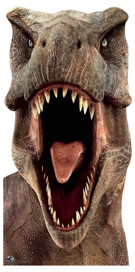 STAR CUTOUTS SC1279 Life Size Cut Out Jurassic World Tyrannosaurus (T-Rex) Dinosaur Stand-in 188cm Tall, Multi Colour,Large : Amazon.co.uk: Home & Kitchen T Rex Front View, Dino Reference, T-rex Art, Long Neck Dinosaur, Dinosaur Head, Dinosaur Tracks, Dinosaur Footprint, Dinosaur Images, Jurassic World Dinosaurs