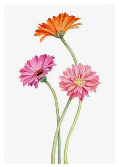 Gerbera Daisy Watercolor, 3 Gerberas Drawing Closer, Gerberas Drawing, Gerber Daisy Drawing, Gerbera Watercolor, Gerbera Painting, Pretty Flower Names, Gerbera Jamesonii, Daisy Drawing