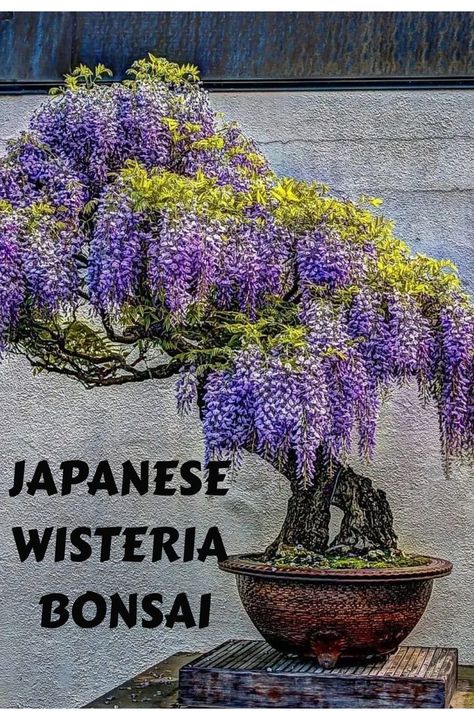 Japanese Wisteria Bonsai, featuring cascading clusters of fragrant, lavender-hued flowers, exudes a graceful and romantic presence. Enthusiasts are captivated by its stunning floral displays, symbolizing beauty, love, and the passage of time. Immerse yourself in our comprehensive guide on Japanese Wisteria Bonsai, offering expert insights on care practices, pruning techniques, and cultivating the timeless allure of these enchanting miniature trees. Photo Credit: @flowers.cactus Wisteria Bonsai, Japanese Wisteria, Bonsai Pruning, Trees Photo, Wisteria Tree, Miniature Trees, Bonsai Trees, Floral Display, Bonsai Tree