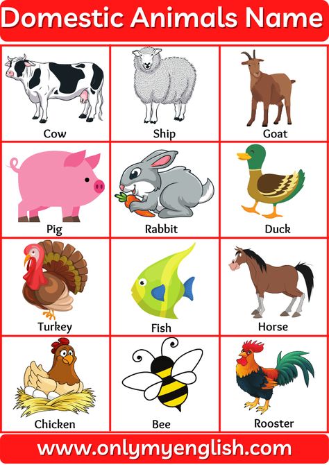 Domestic Animals Name or Farm Animals name in English with Pictures Animal Name In English, Animals Chart Kindergarten, Domestic Animals Pictures, Pictures Of Domestic Animals, Domestic Animals Chart For Kids, Animals Pictures For Kids Printables, Domestic Animals Preschool, Pet Animals Worksheets For Kids, Domestic Animals Chart