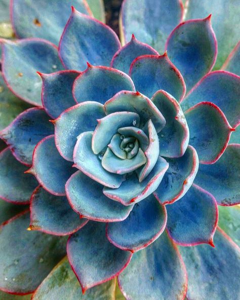 #echeveria morning beauty bayside.succulent.garden