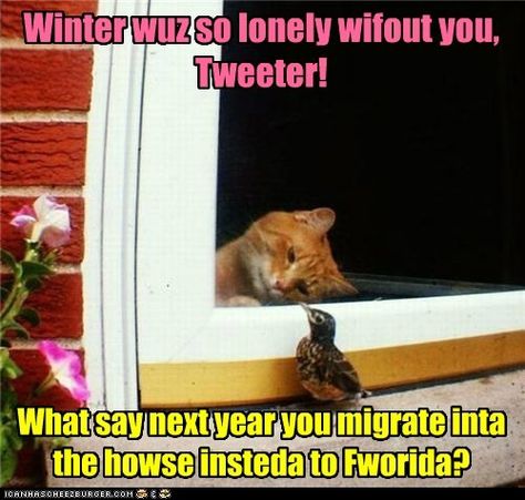 Maybe. Got any good worms in there? Looking Out The Window, Cute Kittens, Orange Cat, Animal Quotes, Cats Meow, Funny Animal Pictures, Animal Memes, Animals Friends, The Window