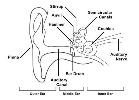 We provide you here Simple ear diagram in easy way for drawing.Also provided ear diagrams with label and inner ear diagram for better understanding. Also labeled ear diagram available i.e human ear diagram with labels. Diagram of human ear for small kids also provided below. Ears Anatomy Drawing, Structure Of Human Ear, Inner Ear Diagram, Human Ear Diagram, Human Eye Diagram, Human Ear Anatomy, Ear Diagram, Ear Structure, Ear Picture