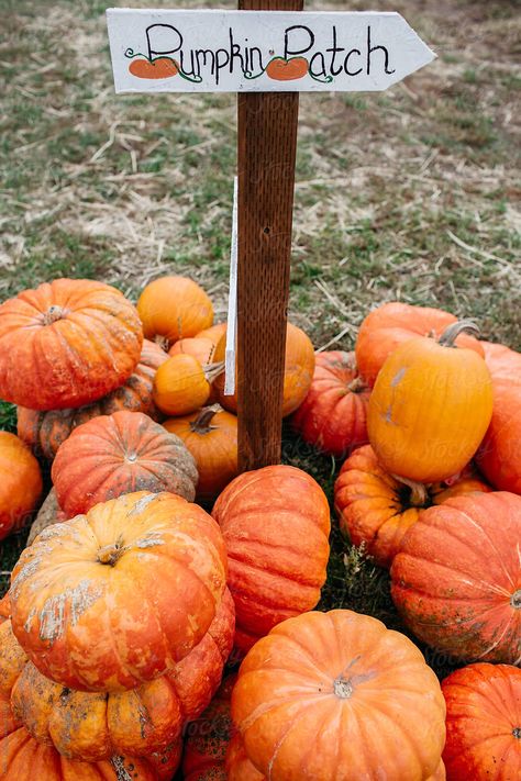 Hay Ride Ideas, Hay Ride, Pumpkins And Gourds, Best Pumpkin Patches, Pumpkin Patch Sign, Fall Dinner Party, Fall Dates, Fall Mood Board, Fun Fall Activities