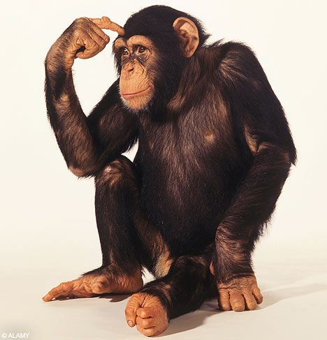 Chimp Chimpanzee Aesthetic, Aesthetic Monkey, Monkey Aesthetic, Aesthetic Animals, Monkey Monkey, Monkey Pictures, Monkey Face, Animal Print Wallpaper, Monkeys Funny