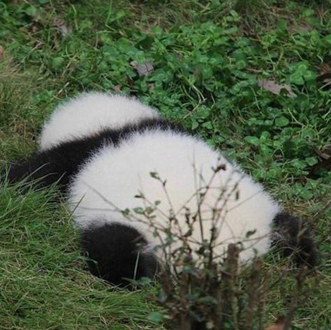 Sleepy Panda, Panda Bears, Panda Funny, Image Chat, Bear Cub, Panda Love, Baby Panda, Silly Animals, Fluffy Animals