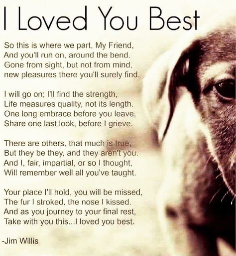 3,401 Likes, 253 Comments - Dr. Katie Lawlor, Psy.D. (@petlosspsychologist) on Instagram: “Oh my goodness… . . . #rainbowbridge #imissyou #petloss #petlosssupport #petlossgrief #❤️‍🩹 #💔…” Dog Heaven Quotes, Danny Dog, Pet Poems, Miss My Dog, Dog Poems, Dog Quotes Love, Dog Heaven, Pet Remembrance, Oh My Goodness