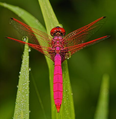 Male Crimson Dropwing Dragonfly Mantis Religiosa, Dragon Flys, Dragonfly Dreams, Cool Bugs, A Bug's Life, Dragonfly Art, Beautiful Bugs, Creepy Crawlies, Arthropods