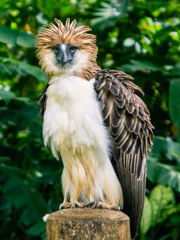 Eagle Facts, Philippine Eagle, Eagle Wallpaper, Navy Military, Rare Birds, Exotic Birds, Birds Of Prey, Wildlife Photography, Beautiful Creatures