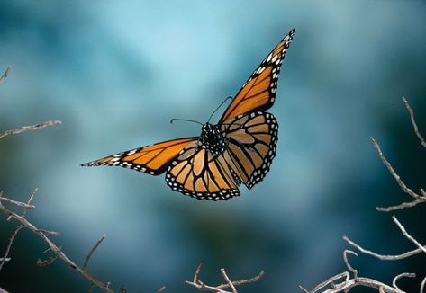 Monarch Butterflies Photography, Pictures Of Butterflies, Butterfly In Flight, Butterflies In Flight, Butterfly Project, Beautiful Butterfly Photography, Butterfly Wallpaper Iphone, Butterfly Photos, Butterflies Flying