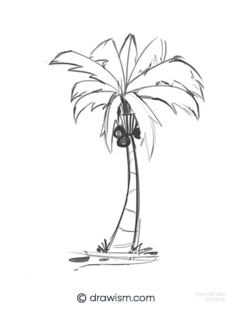 3 Best Palm Tree Drawing Styles with No Art Experience Realistic Palm Tree Drawing, Palm Tree Drawing Sketches, How To Draw Palm Trees, Draw Palm Tree, Palms Drawing, Palm Drawing, Palm Trees Illustration, Palm Tree Outline, Palm Tree Sketch